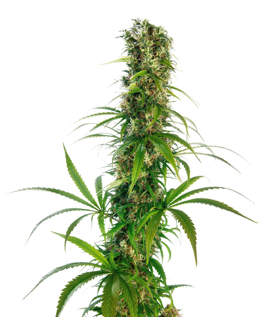 Sensi Seeds - Michka (reg.)
