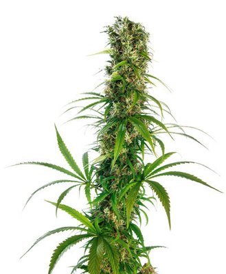 Sensi Seeds - Michka (reg.) 05467