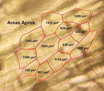Spanish Seeds - Auto Northern Lights x Auto Max (50 auto/fem.)