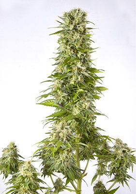 Spanish Seeds - Black Domina x Black Domina (50 fem.)