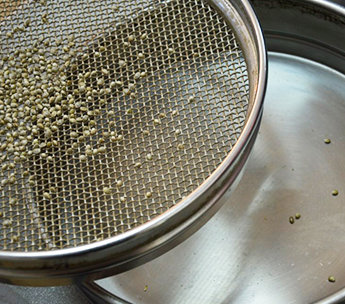 Spanish Seeds - Hindu Kush x Hindu Kush (50 fem.)