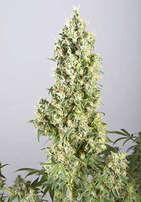 Spanish Seeds - New York Diesel x White Widow (50 fem.)