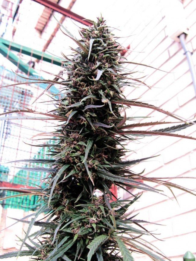 Ace Seeds - Purple Haze x Malawi (fem.)
