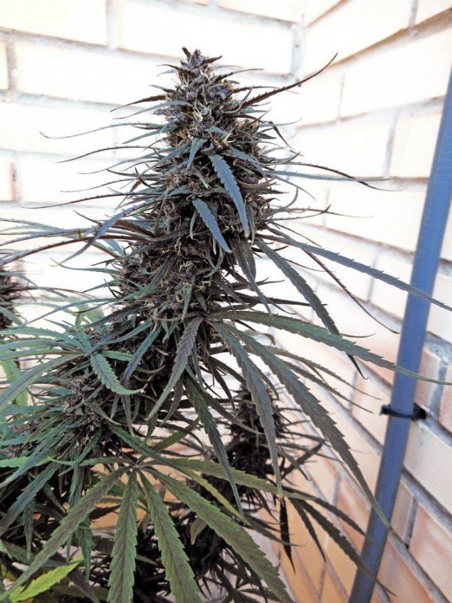 Ace Seeds - Purple Haze x Malawi (fem.)