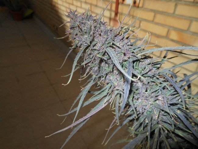 Ace Seeds - Purple Haze x Malawi (fem.)