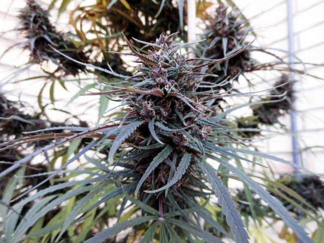 Ace Seeds - Purple Haze x Malawi (fem.)