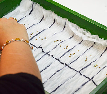 Spanish Seeds - Northern Lights x Great White Shark (50 fem.)