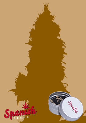 Spanish Seeds - Northern Lights x Orange Bud (50 fem.) 01948