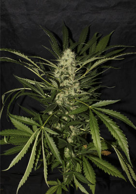 Spanish Seeds - Skunk x Critical (50 fem.)