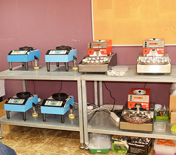 Spanish Seeds - Somango x Somango (fem.)