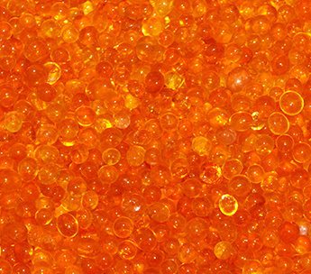 Spanish Seeds - Somango x Somango (fem.)