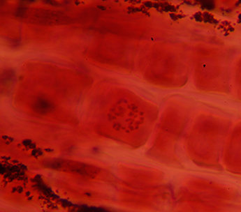 Spanish Seeds - Somango x Somango (fem.)