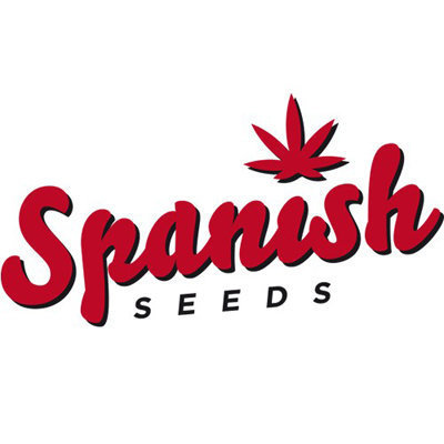 Spanish Seeds - White Widow x AK Fast Flowering (fem.)