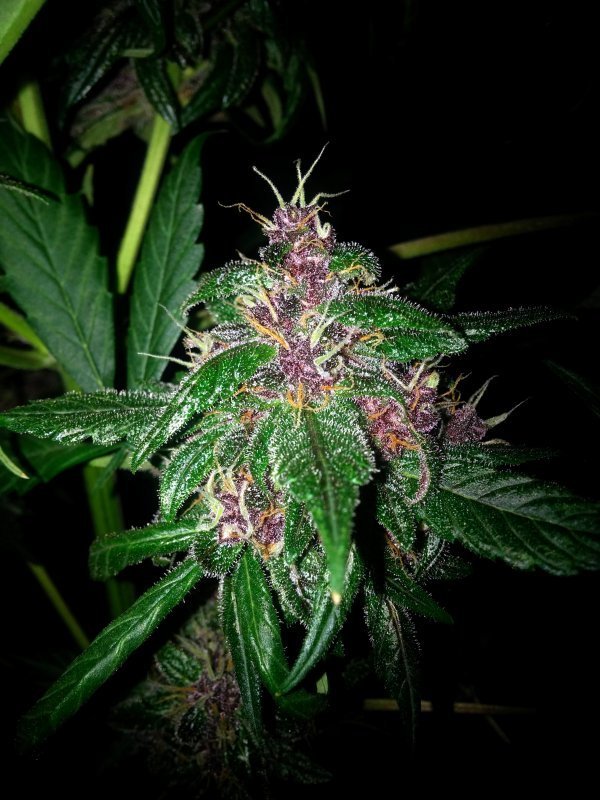 FastBuds - Blackberry (auto/fem.)
