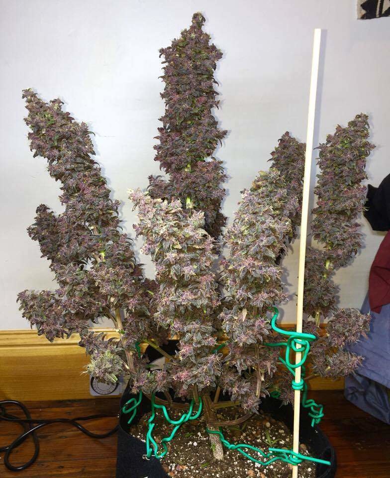 FastBuds - Blackberry (auto/fem.)