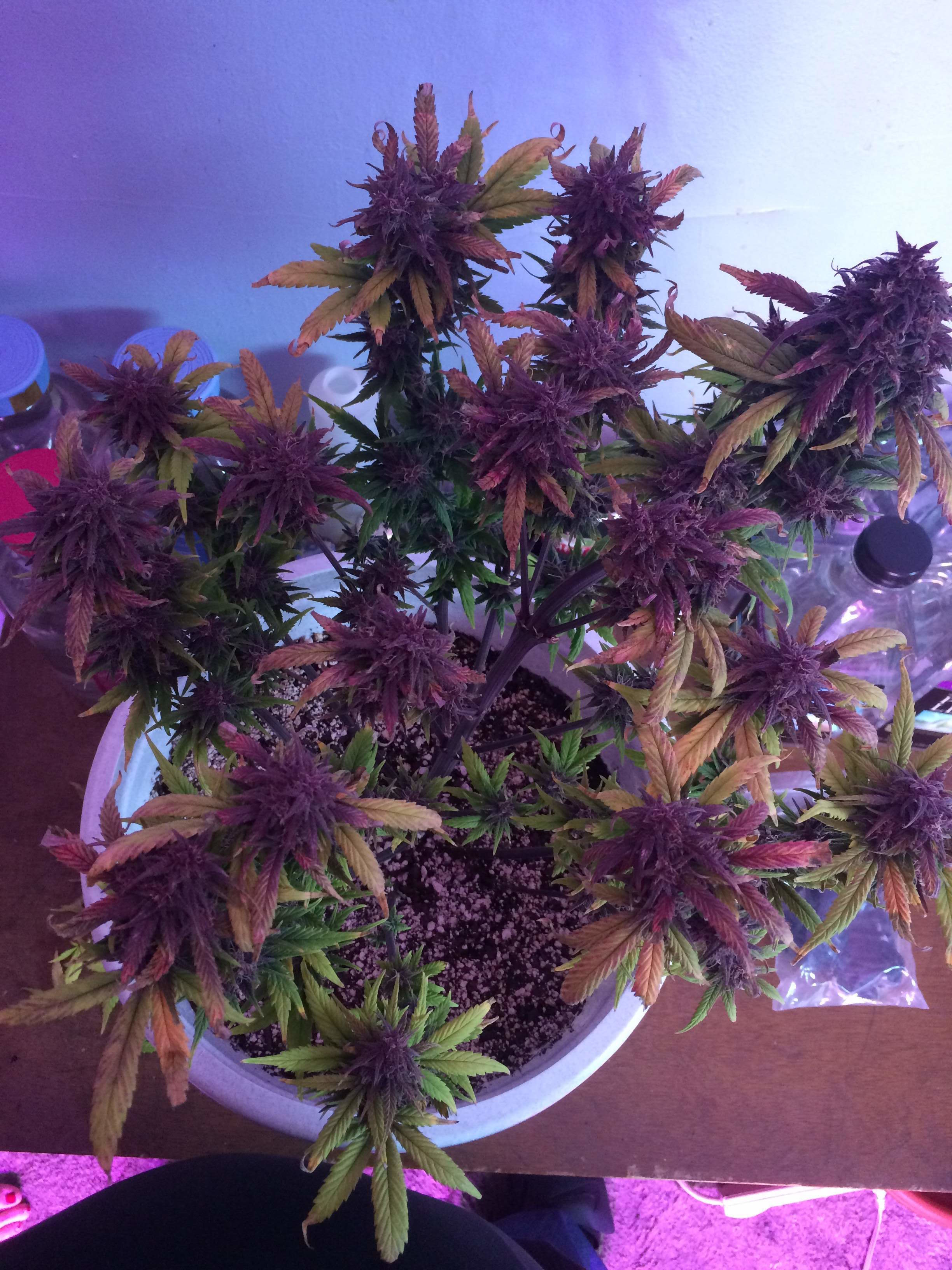 FastBuds - Blackberry (auto/fem.)