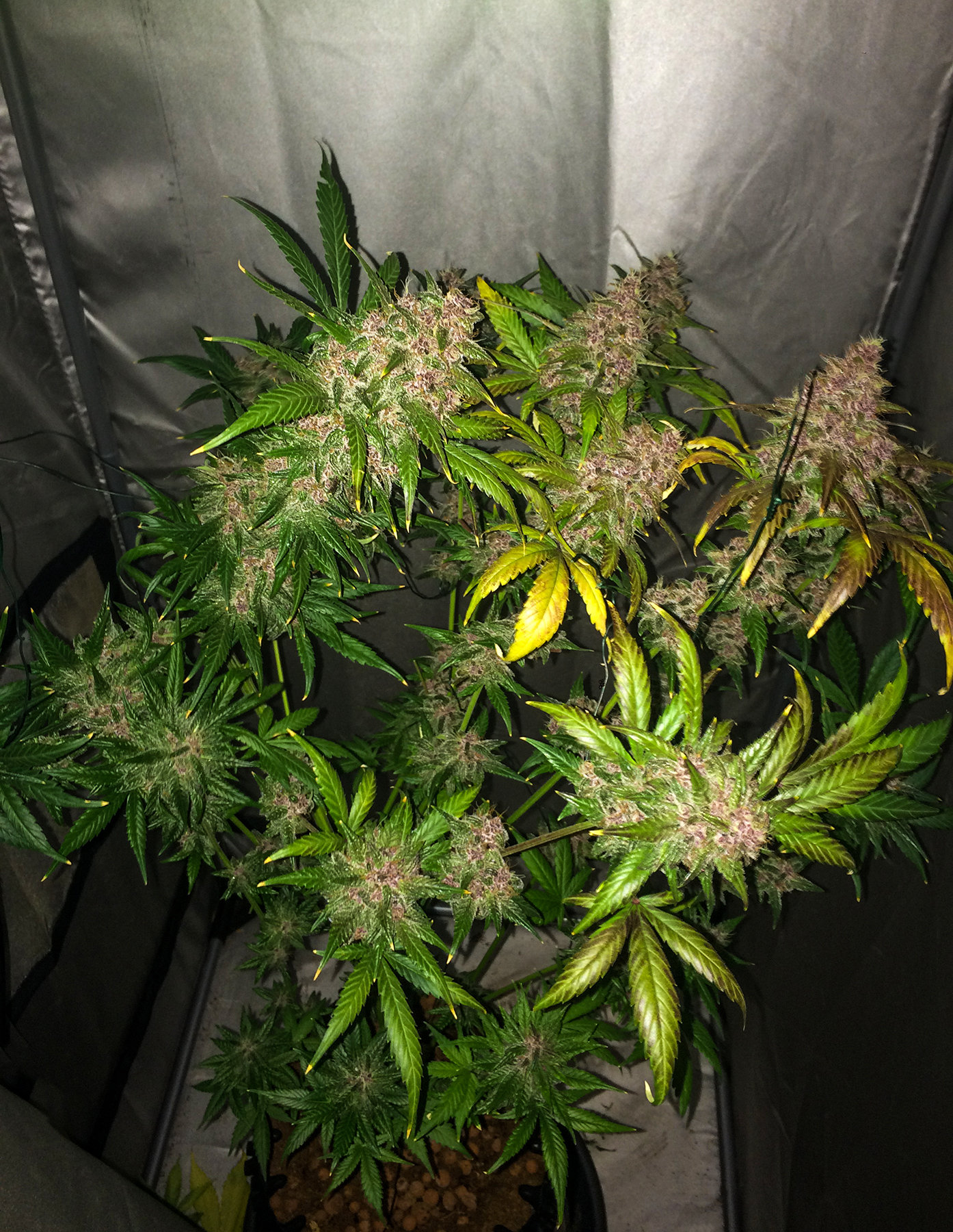 FastBuds - Blackberry (auto/fem.)