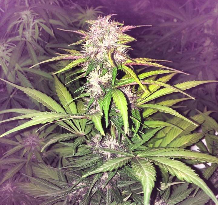 FastBuds - Blackberry (auto/fem.)