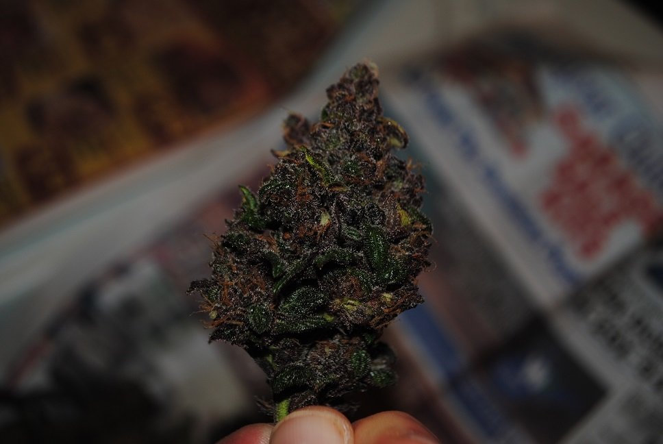 FastBuds - Blackberry (auto/fem.)