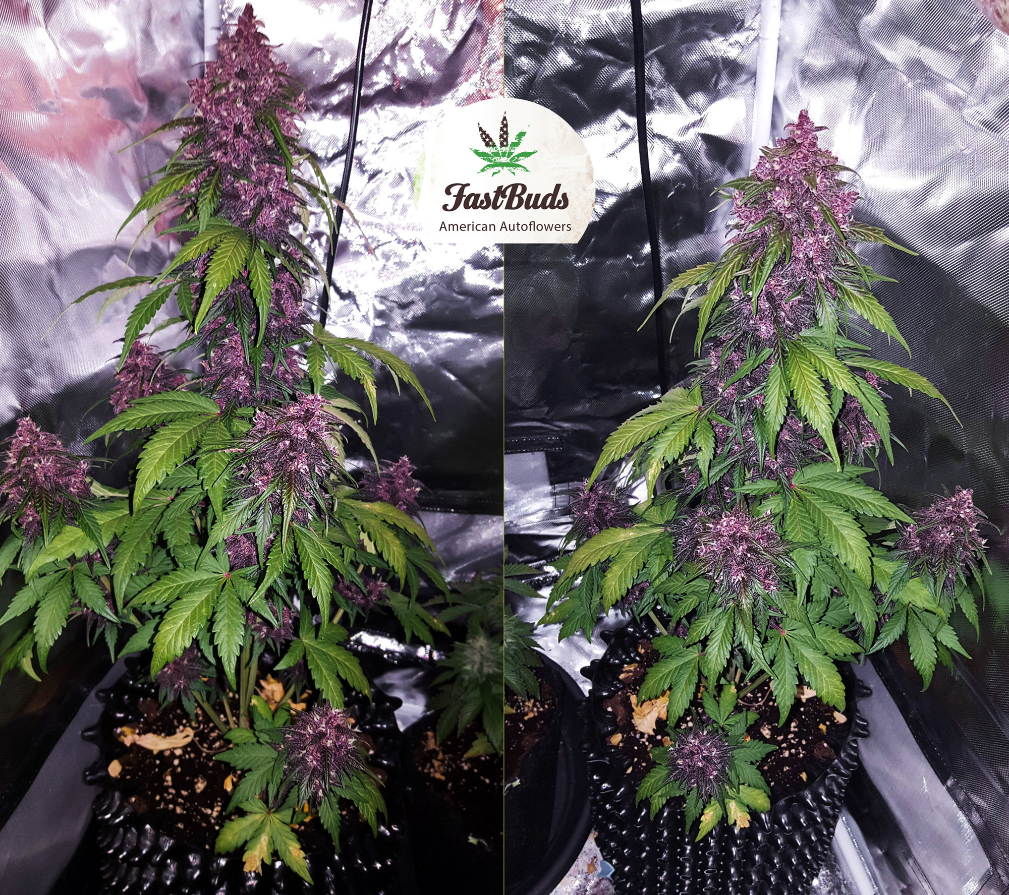 FastBuds - Blackberry (auto/fem.)