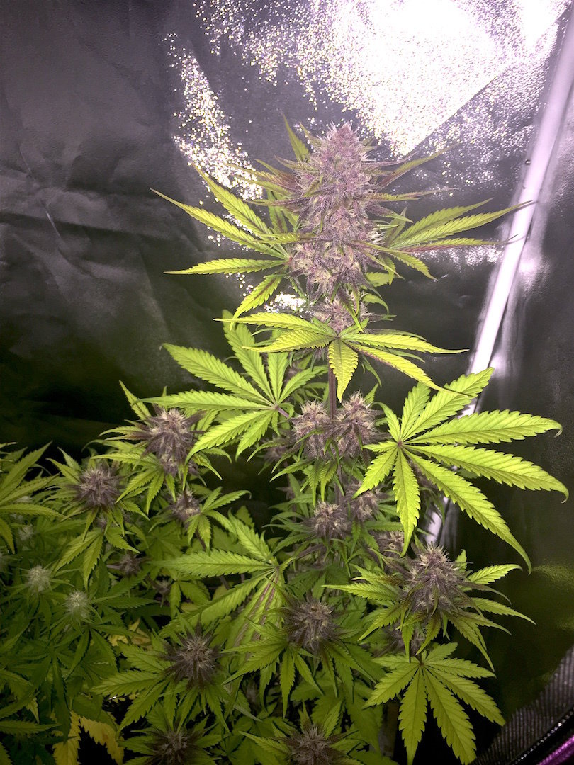 FastBuds - Blackberry (auto/fem.)