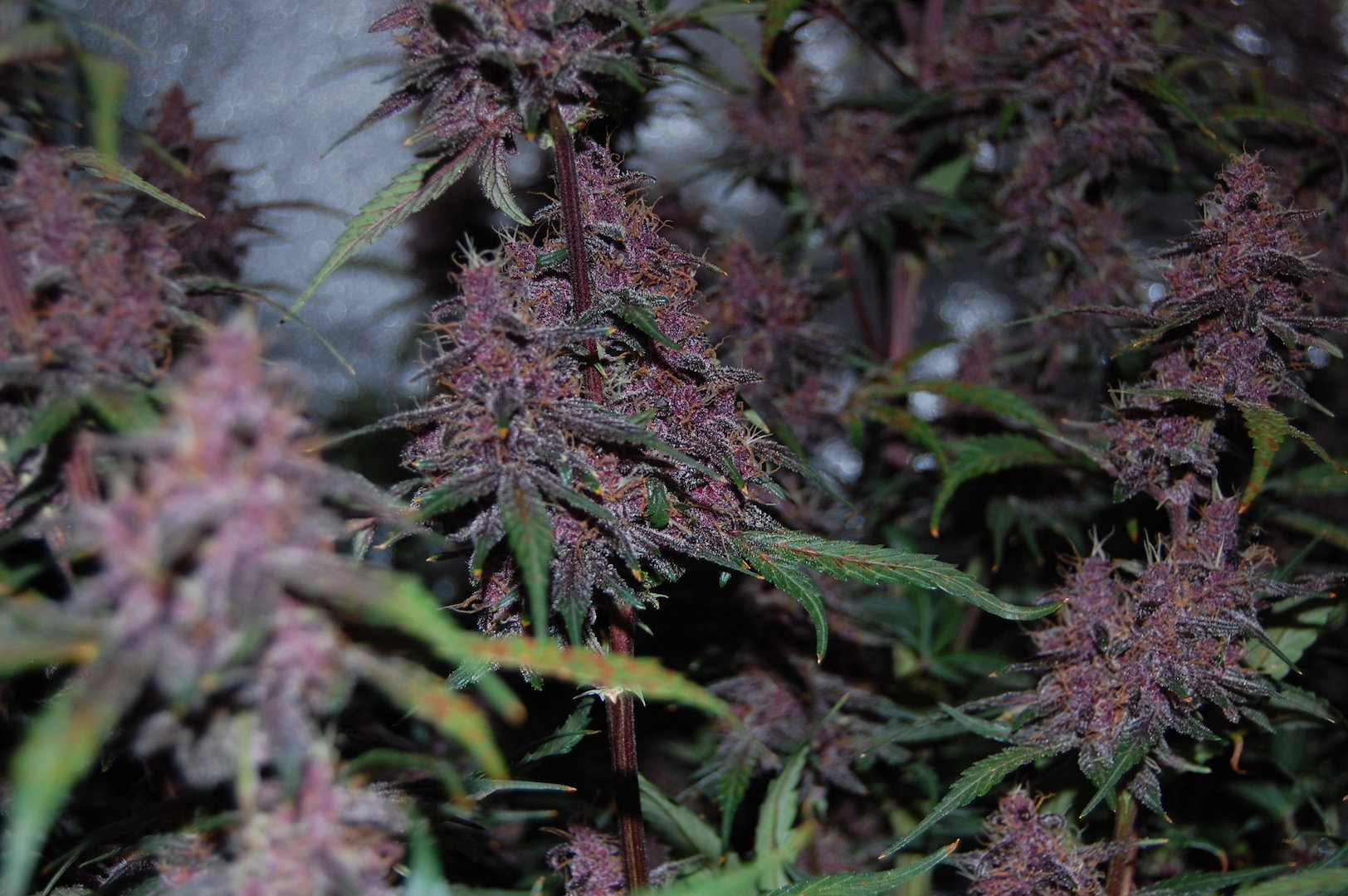 FastBuds - Blackberry (auto/fem.)
