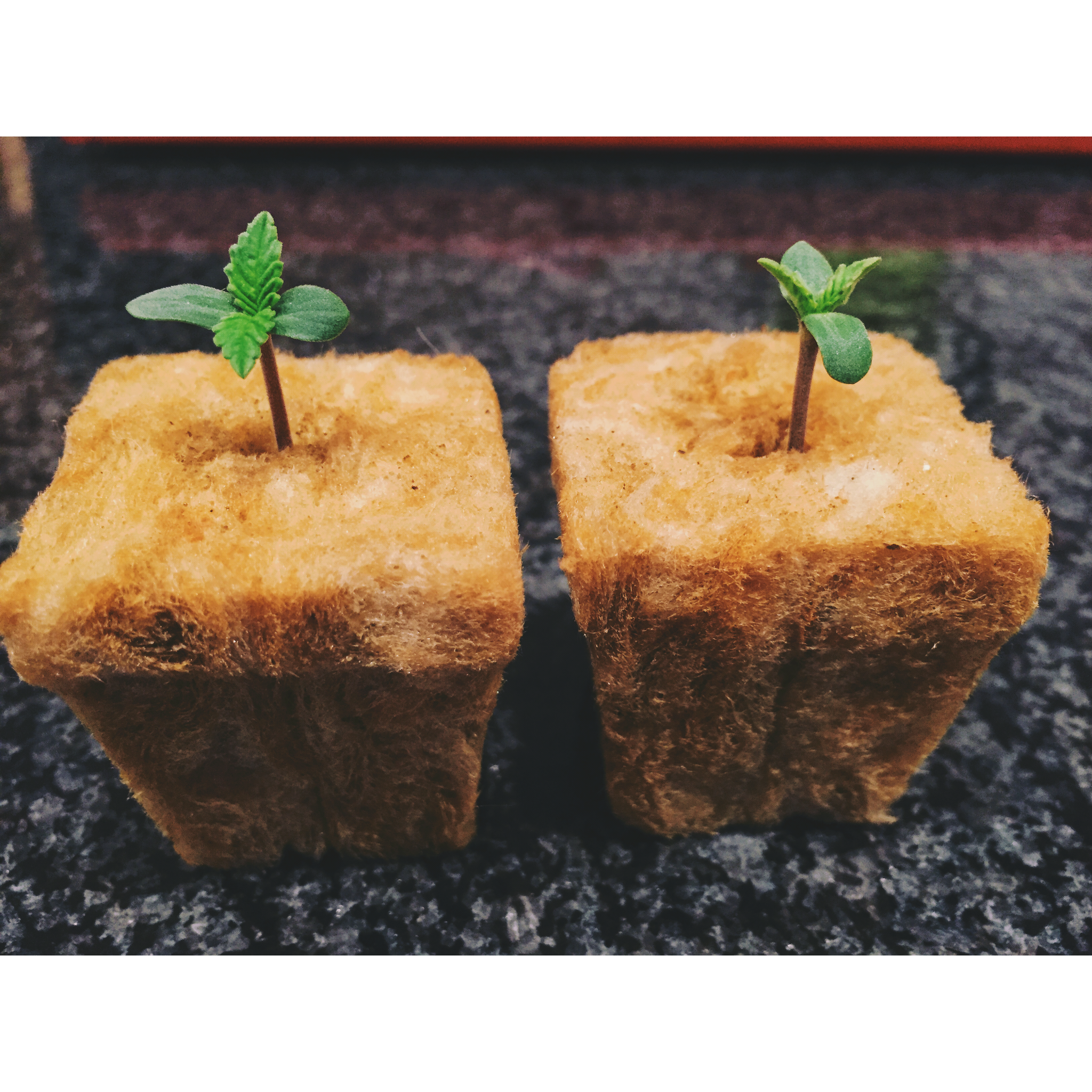 FastBuds - Blackberry (auto/fem.)