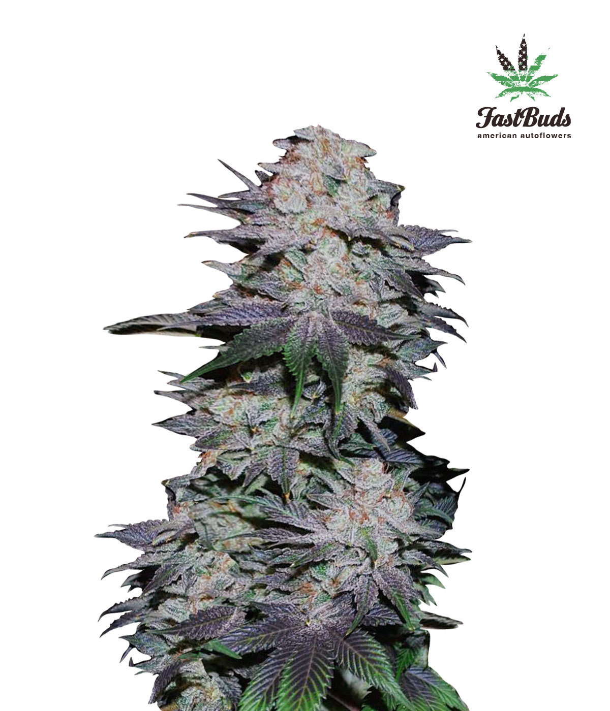 FastBuds - Blackberry (auto/fem.)