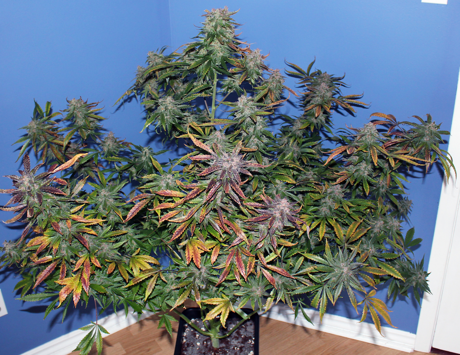 FastBuds - Blackberry (auto/fem.)