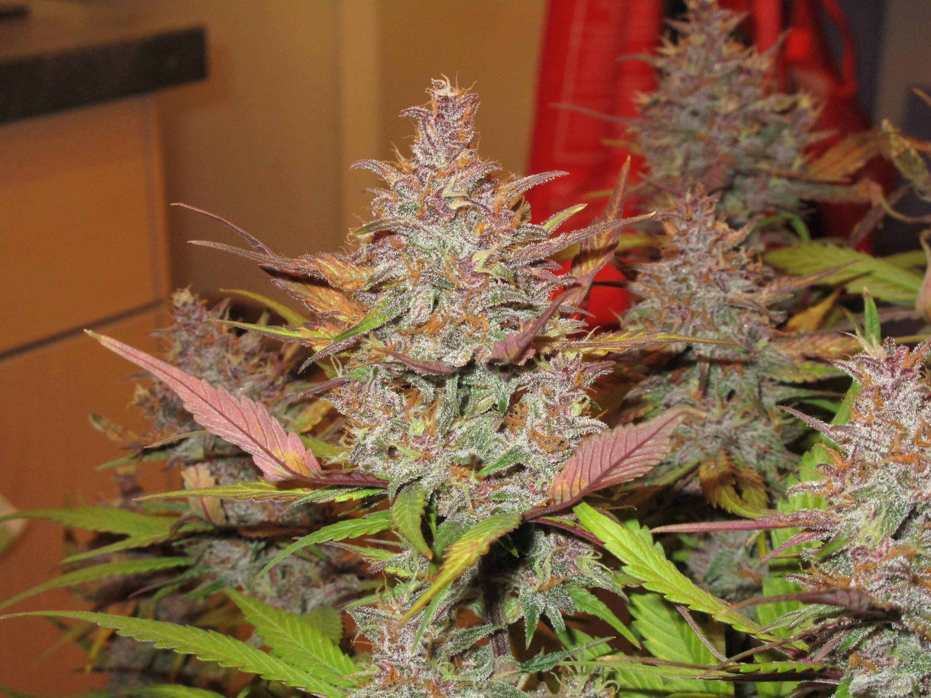 FastBuds - Blackberry (auto/fem.)