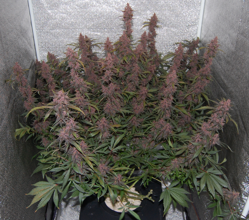 FastBuds - Blackberry (auto/fem.)