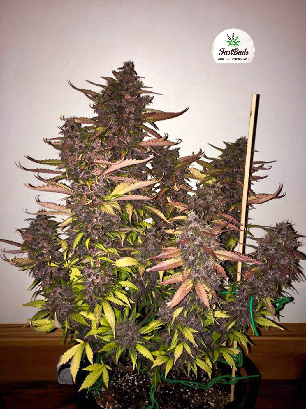 FastBuds - Blackberry (auto/fem.)