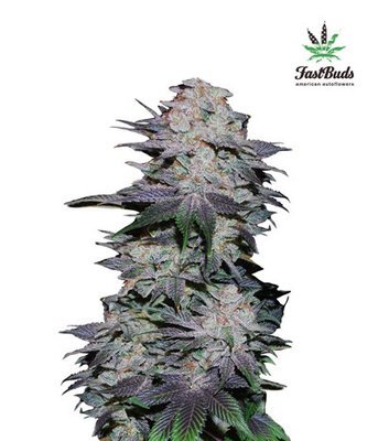 FastBuds - Blackberry (auto/fem.) 02634