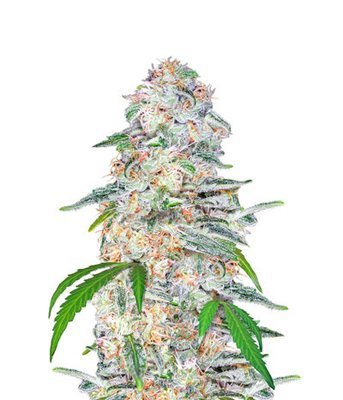 FastBuds - Blue Dreammatic (auto/fem.) 05456