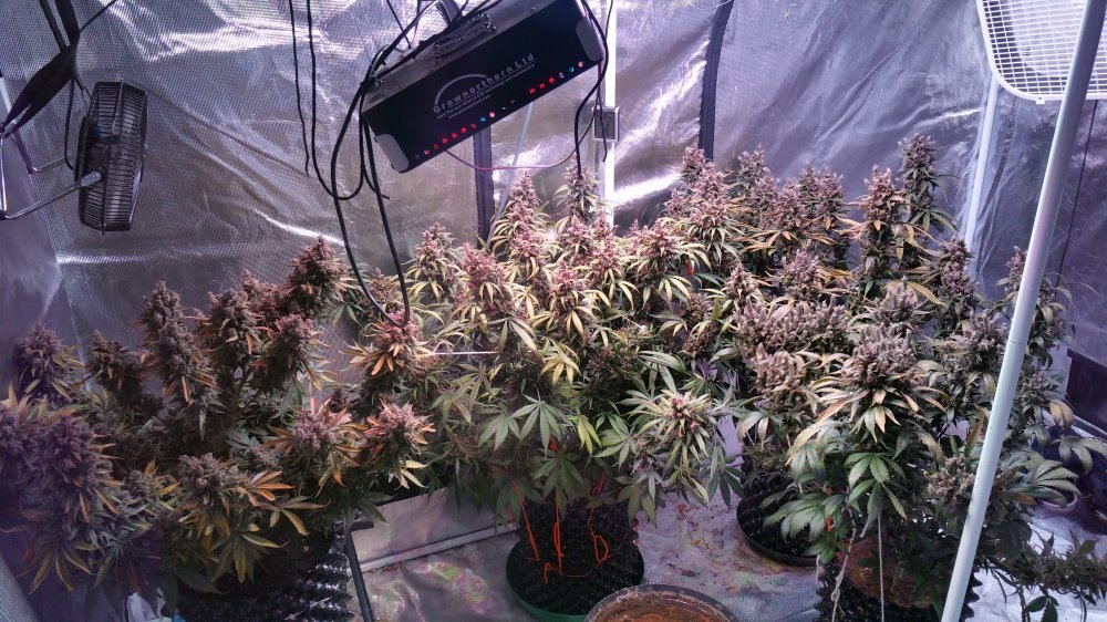 FastBuds - C4 (auto/fem.)
