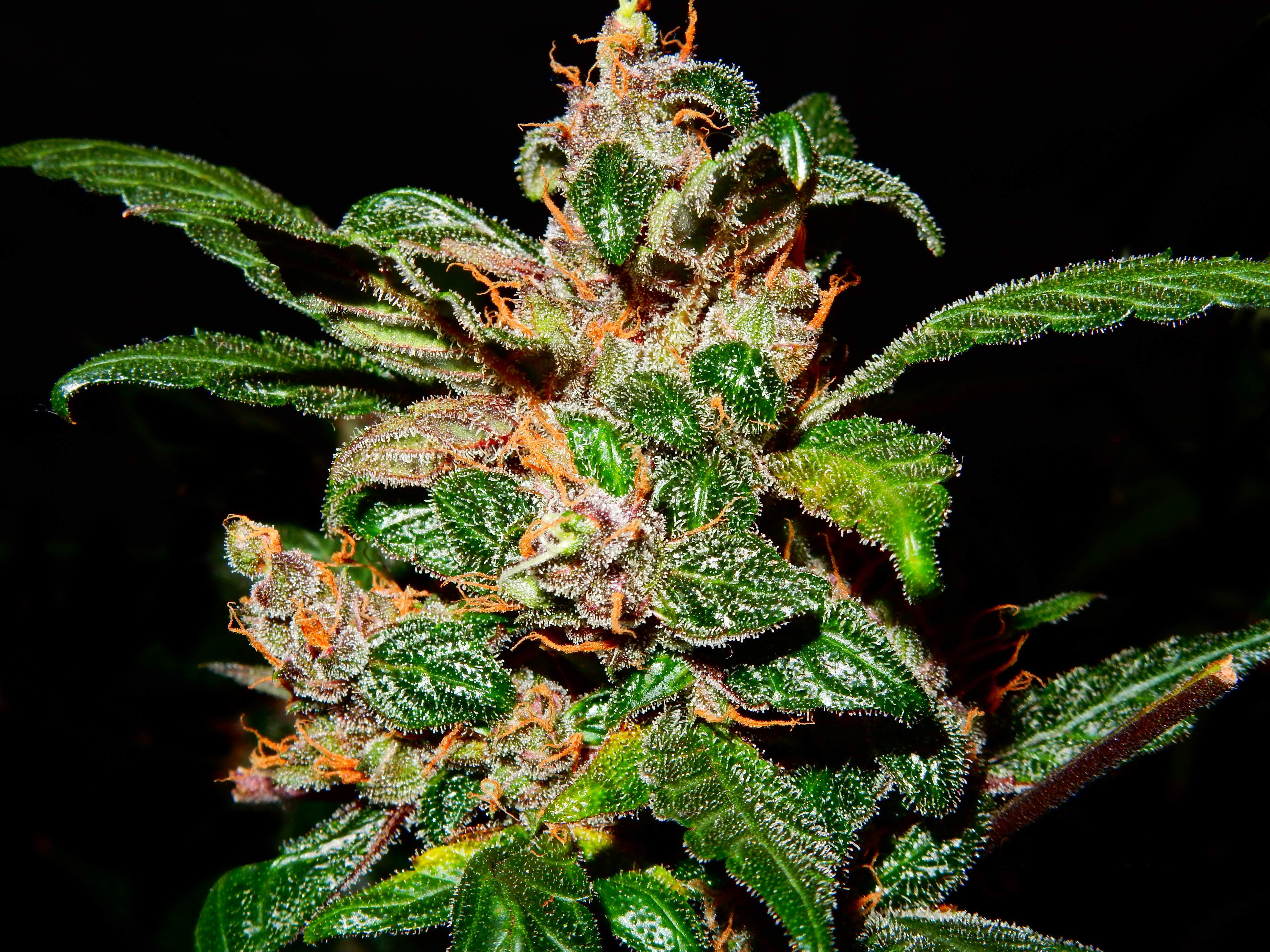 FastBuds - C4 (auto/fem.)