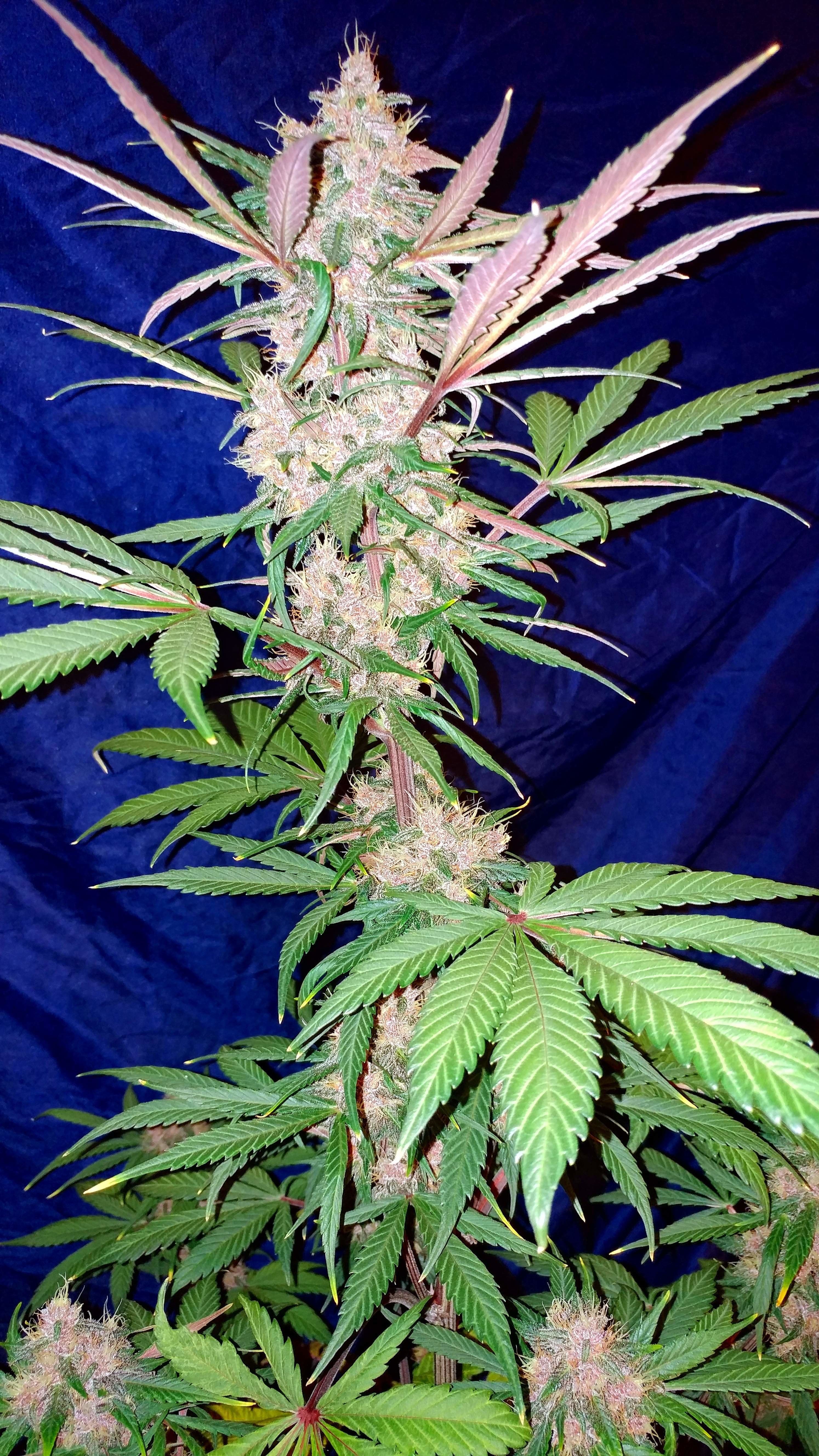 FastBuds - C4 (auto/fem.)