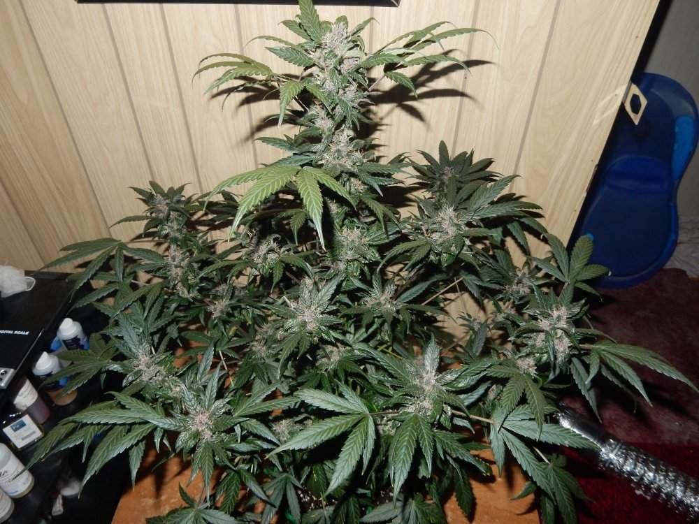 FastBuds - C4 (auto/fem.)