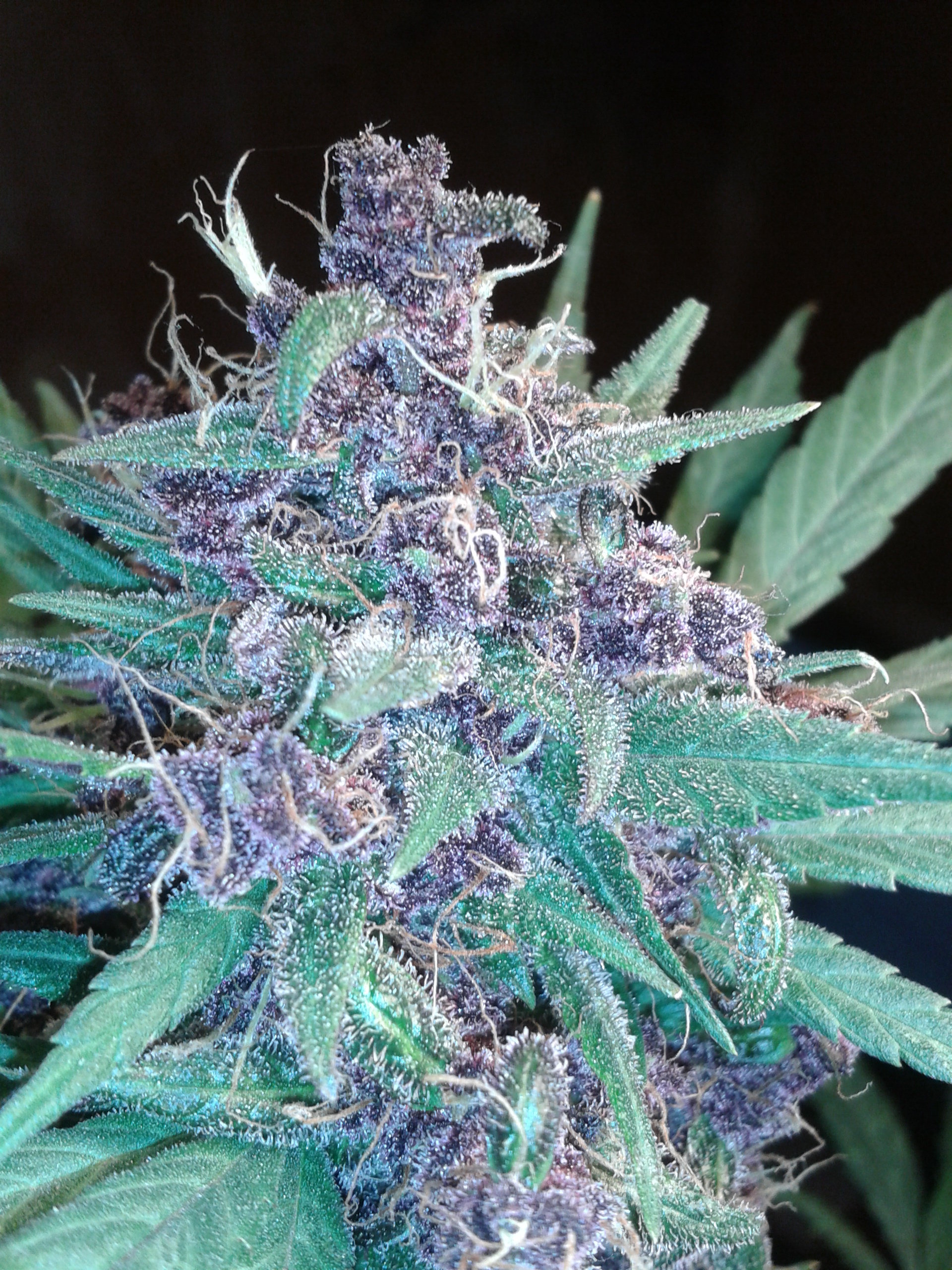 FastBuds - C4 (auto/fem.)