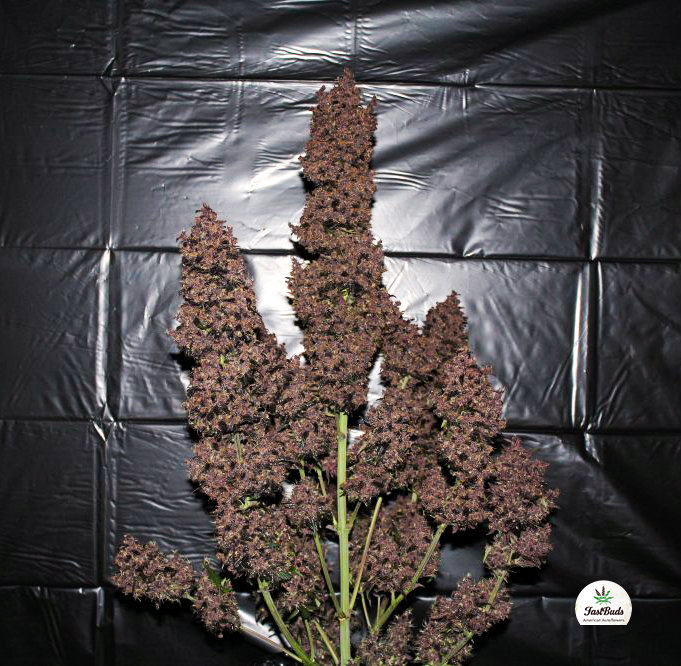 FastBuds - C4 (auto/fem.)