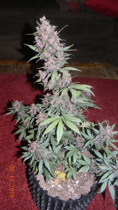 FastBuds - C4 (auto/fem.)