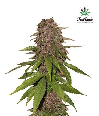 FastBuds - C4 (auto/fem.) 01409