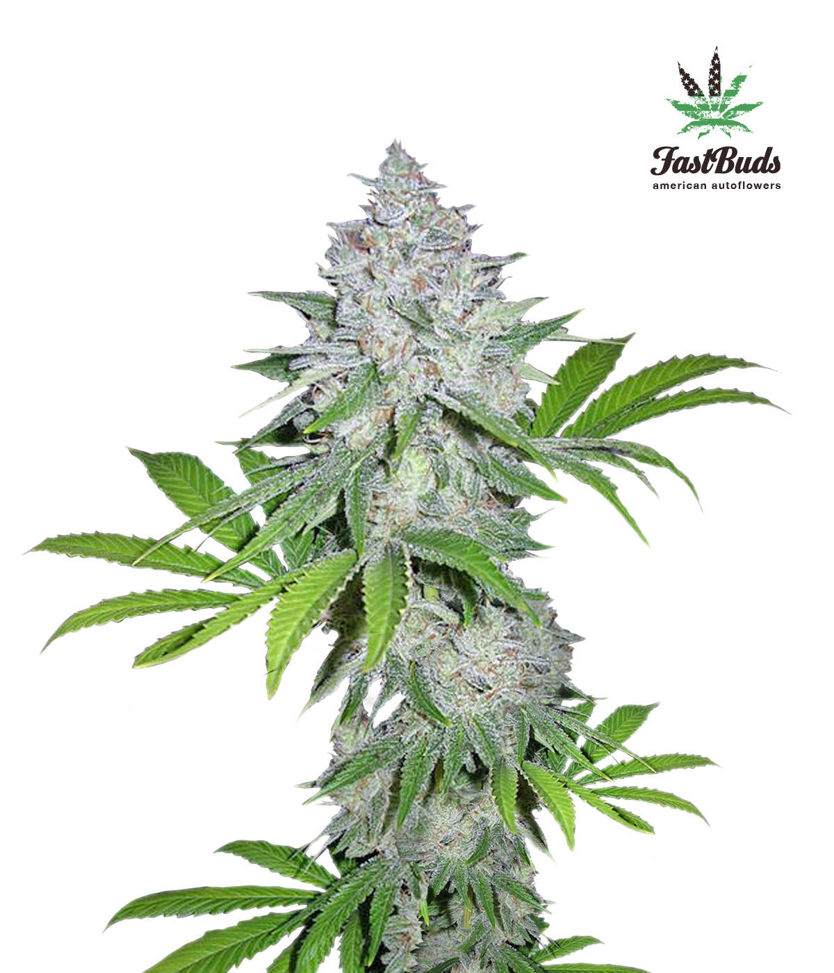 FastBuds - Californian Snow (auto/fem.)