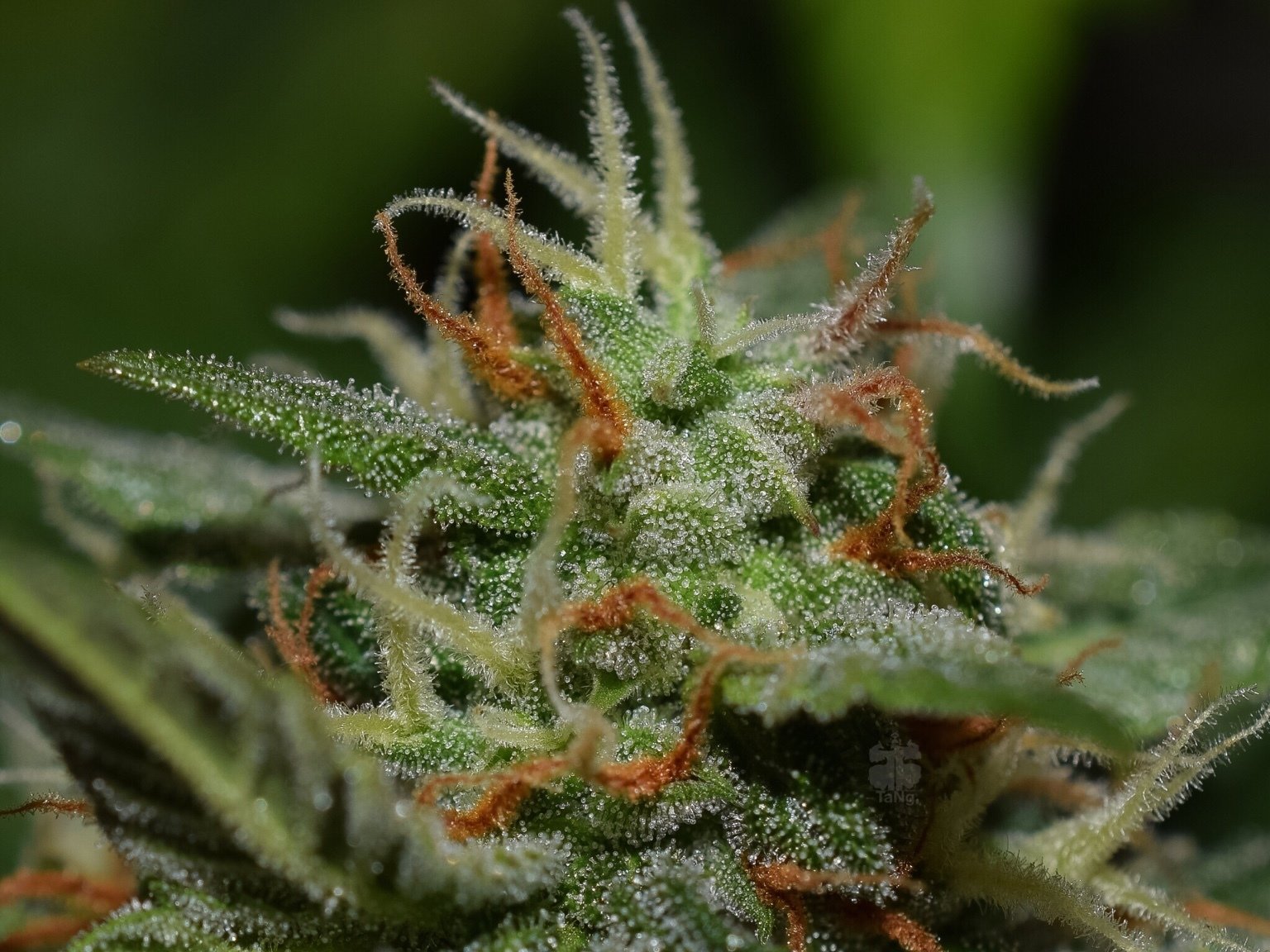 FastBuds - Californian Snow (auto/fem.)