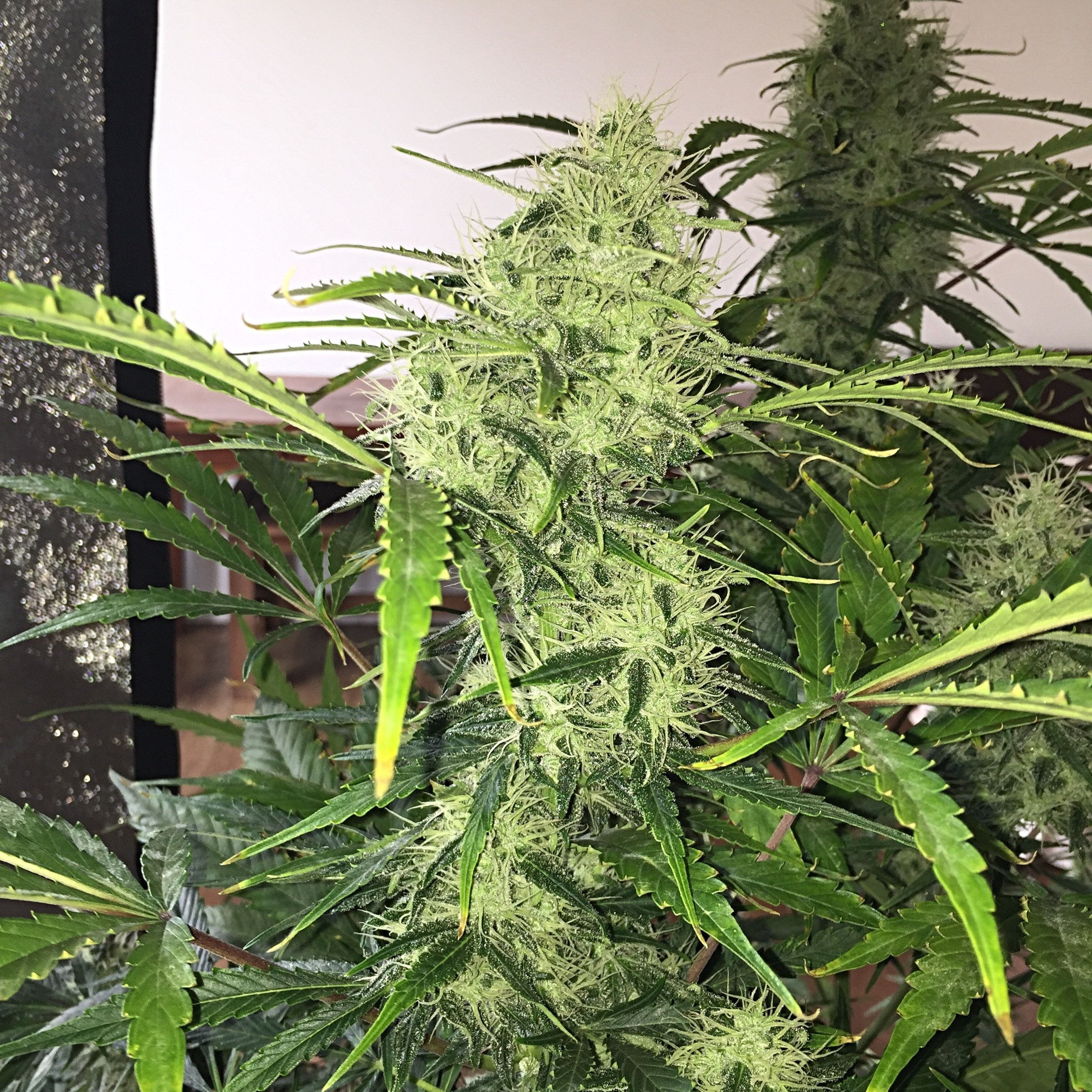 FastBuds - Californian Snow (auto/fem.)