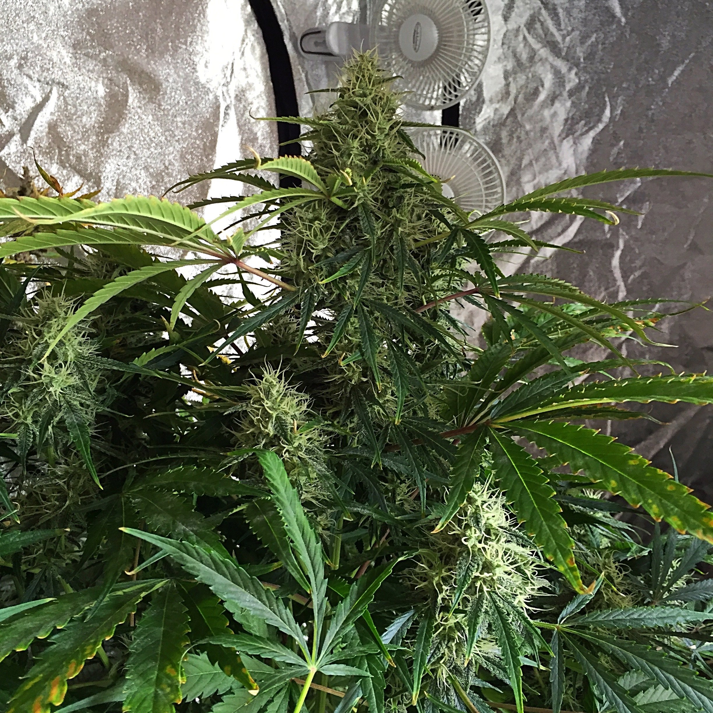 FastBuds - Californian Snow (auto/fem.)