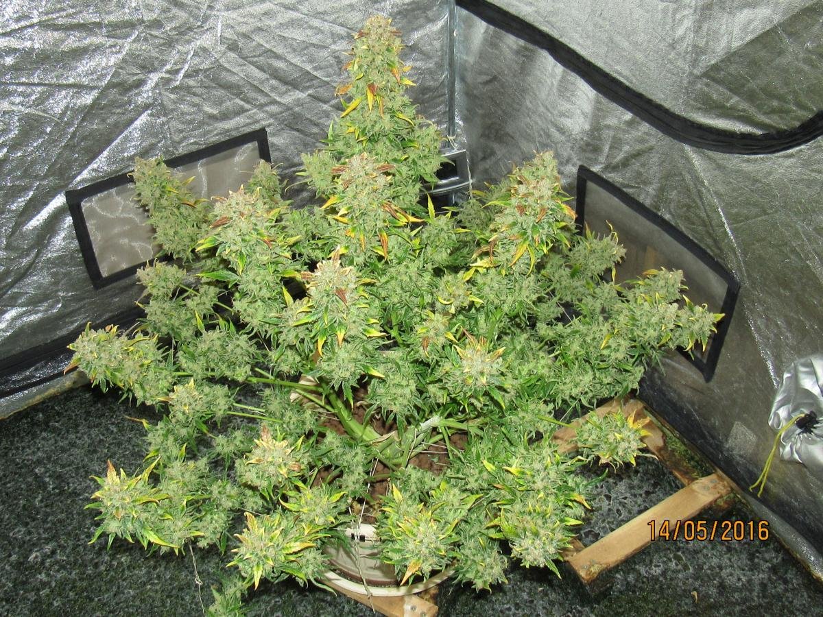 FastBuds - Californian Snow (auto/fem.)