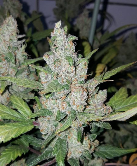 FastBuds - Californian Snow (auto/fem.)