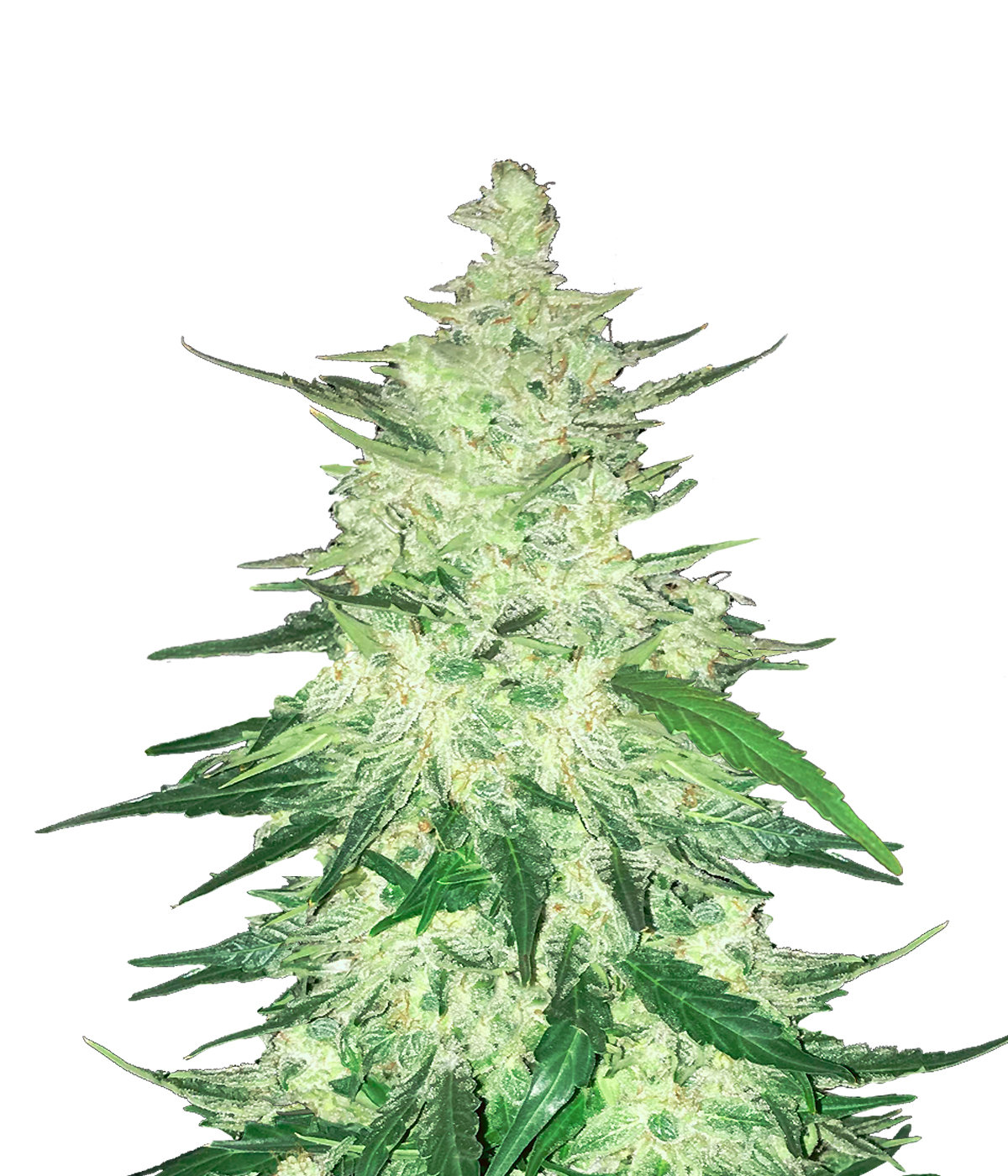 FastBuds - CBD Auto 1:1 aka CBD Crack (auto/fem.)