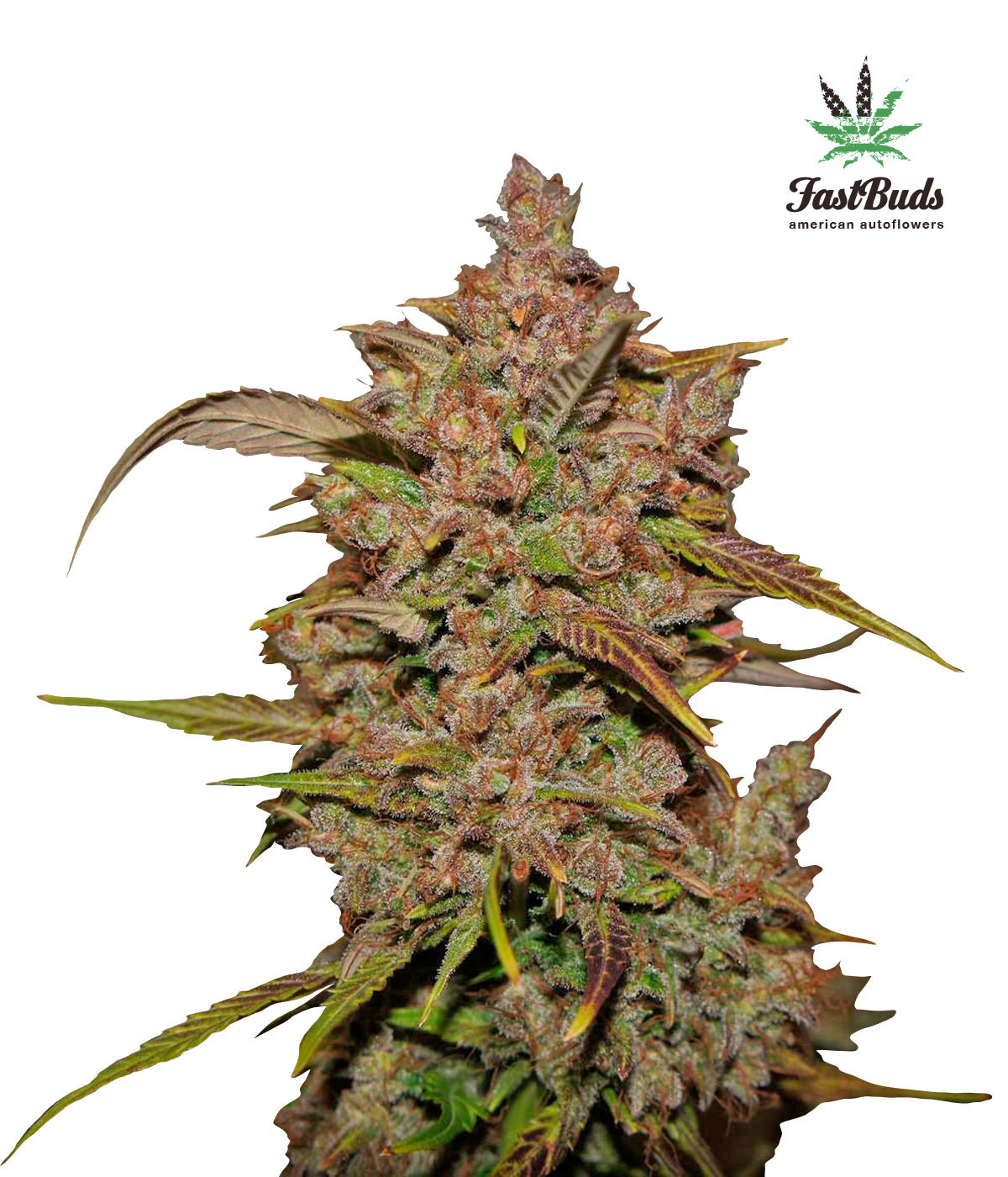 FastBuds - Crystal METH (auto/fem.)